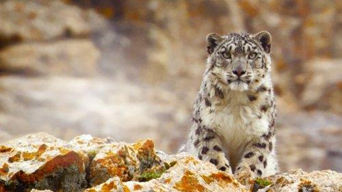Ghost of the Mountains filmas žiurėti online