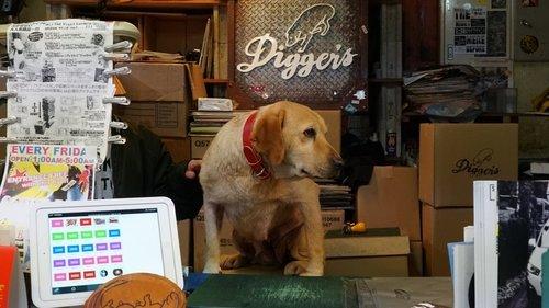 Tonkatsu DJ Agetaro filmas žiurėti online