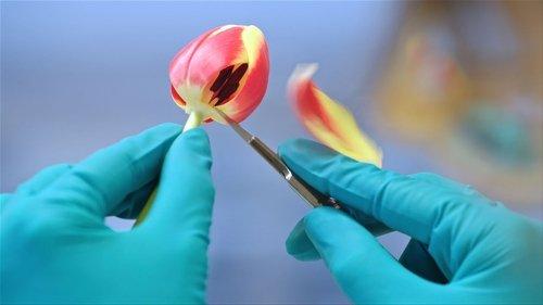 Feast filmas žiurėti online