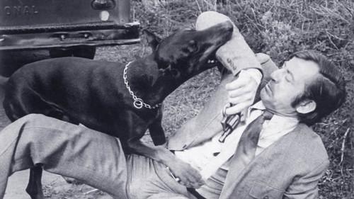 The Daring Dobermans filmas žiurėti online