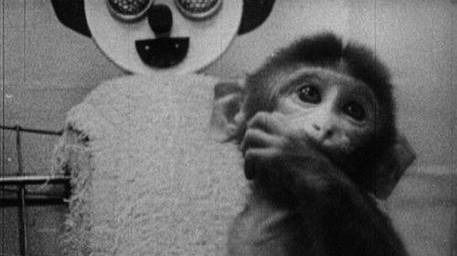 Star Spangled to Death filmas žiurėti online