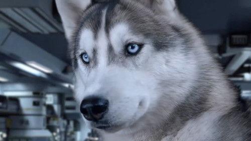 Star Paws filmas žiurėti online