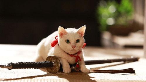 Samurai Cat 2: A Tropical Adventure filmas žiurėti online