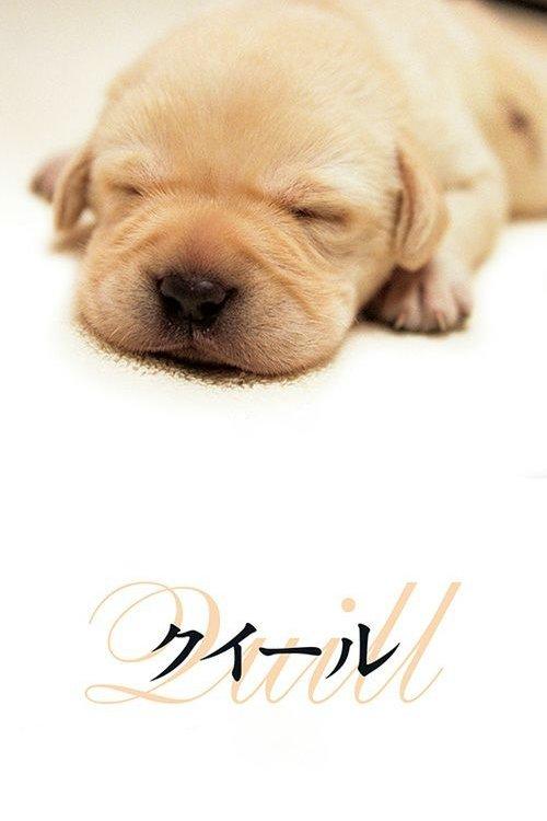 Quill: The Life of a Guide Dog filmas online