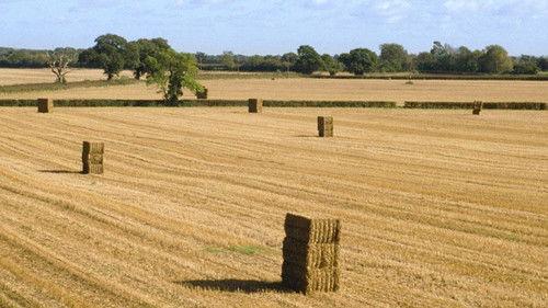 Robinson in Ruins filmas žiurėti online