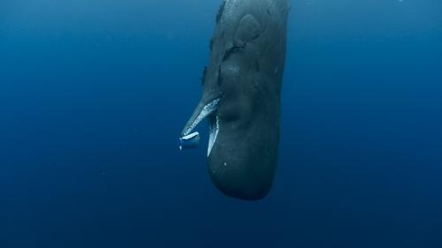 Les Gardiennes de la planète filmas žiurėti online