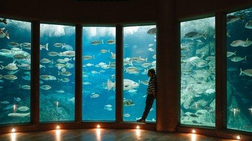 Leo & Lou filmas žiurėti online