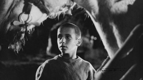 Chronicle of a Boy Alone filmas žiurėti online