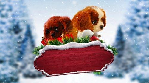 Project: Puppies for Christmas filmas žiurėti online