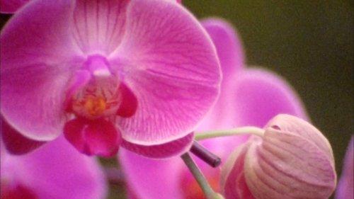 Quebrando Mitos: A Frágil e Catástrofica Masculinidade de Bolsonaro filmas žiurėti online