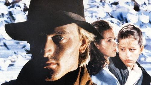 In the Shadow of the Wind filmas žiurėti online