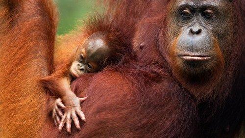 Orang-Utans - Borneos Waldmenschen filmas žiurėti online