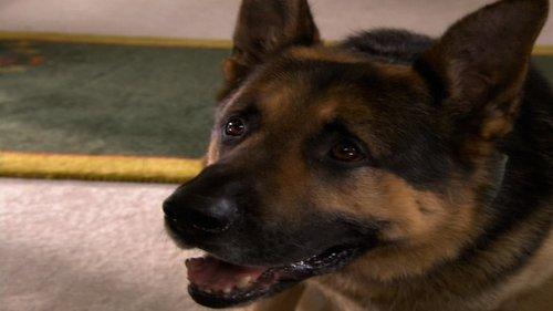 Ace of Hearts filmas žiurėti online