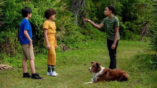 Pet Investigators filmas žiurėti online