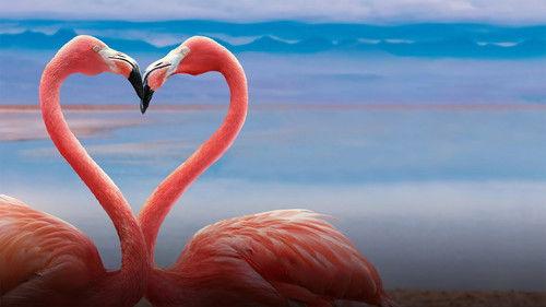 Queer Planet filmas žiurėti online