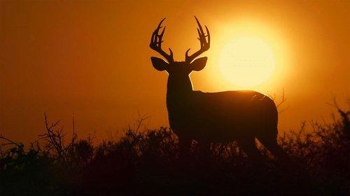 Deep in the Heart: A Texas Wildlife Story filmas žiurėti online