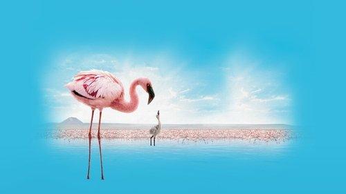 The Crimson Wing: Mystery of the Flamingos filmas žiurėti online