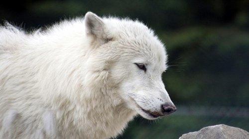 White Wolves - A Cry in the Wild II filmas žiurėti online