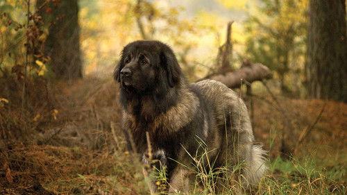 Myrsky filmas žiurėti online