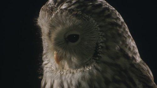 Owl filmas žiurėti online