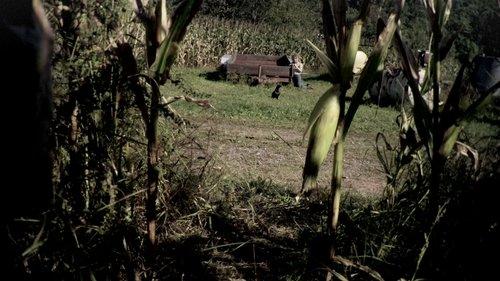 The Fields filmas žiurėti online