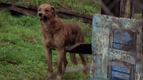 The Pack filmas žiurėti online