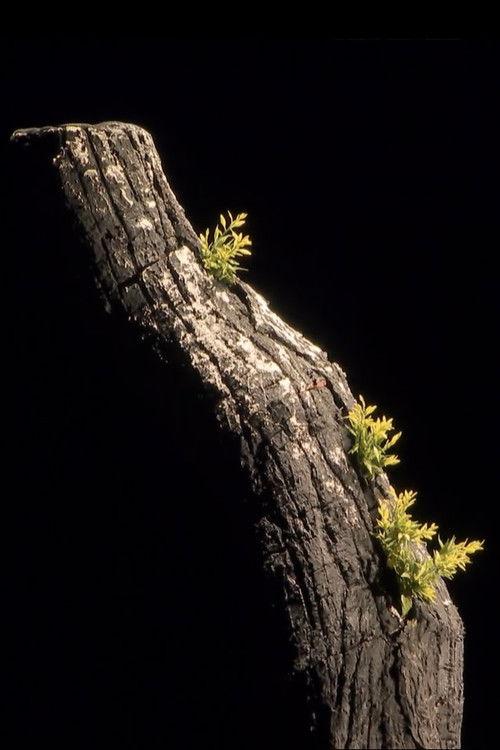 Giuseppe Verdi - La Forza del Destino filmas online
