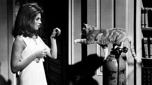 Eye of the Cat filmas žiurėti online