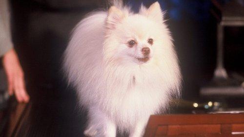 Quigley filmas žiurėti online