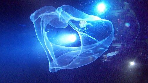 Aliens of the Deep filmas žiurėti online