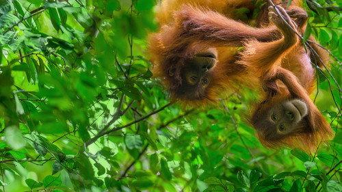Orangutan filmas žiurėti online