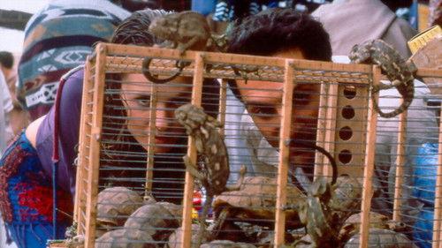 Kasbah filmas žiurėti online