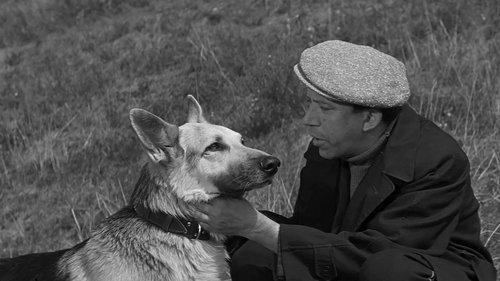 Come Here, Mukhtar! filmas žiurėti online