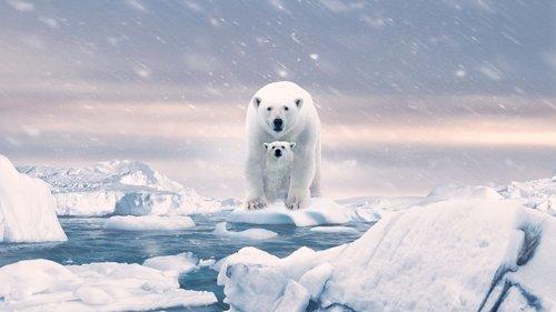Polar Bear filmas žiurėti online