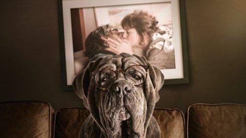 Mano šuo Kvanka filmas žiurėti online