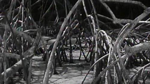 The Cage filmas žiurėti online