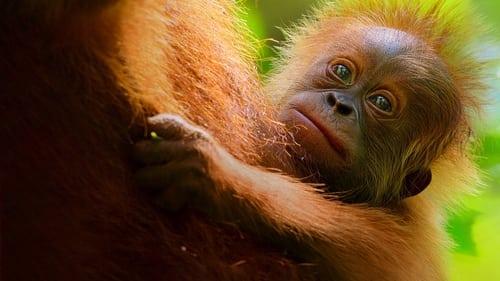 Secret Lives of Orangutans filmas žiurėti online