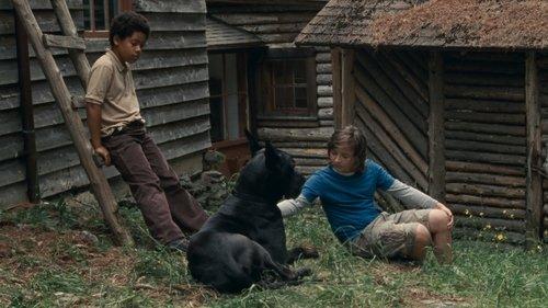 Allen Sunshine filmas žiurėti online