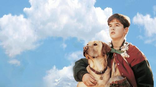 Far from Home: The Adventures of Yellow Dog filmas žiurėti online