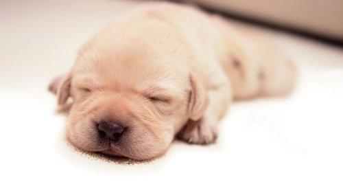 Quill: The Life of a Guide Dog filmas žiurėti online