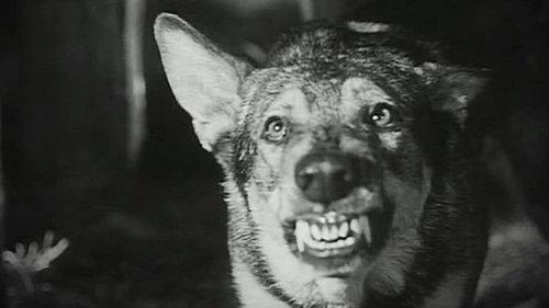 Daughter of Darkness filmas žiurėti online