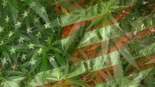 Grass filmas žiurėti online