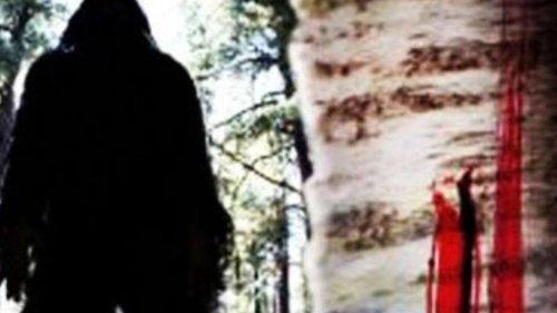 Sasquatch Mountain filmas žiurėti online