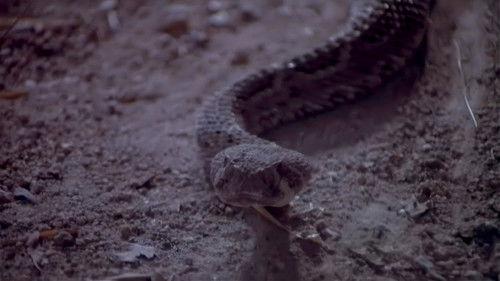 Rattlers filmas žiurėti online