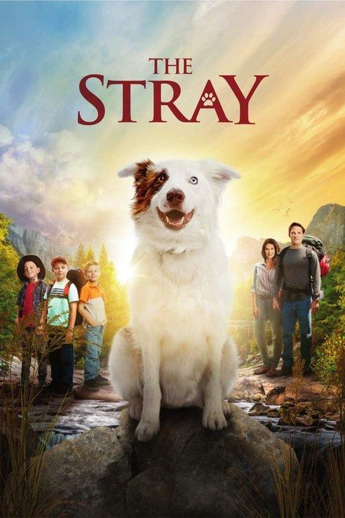 The Stray filmas online