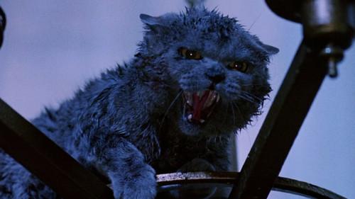 Strays filmas žiurėti online