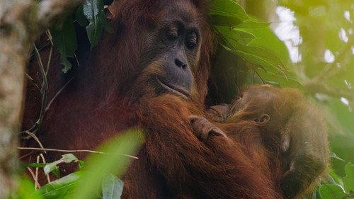 Orangutan filmas žiurėti online