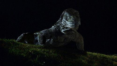 Komodo filmas žiurėti online