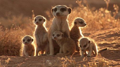 The Meerkats filmas žiurėti online