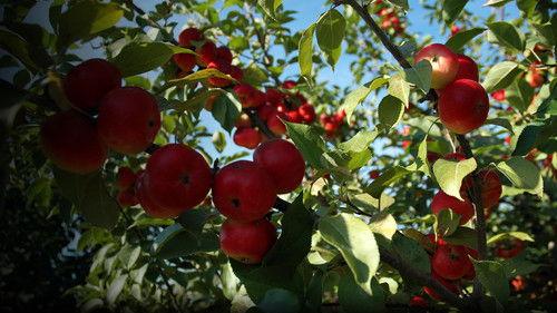 The Botany of Desire filmas žiurėti online